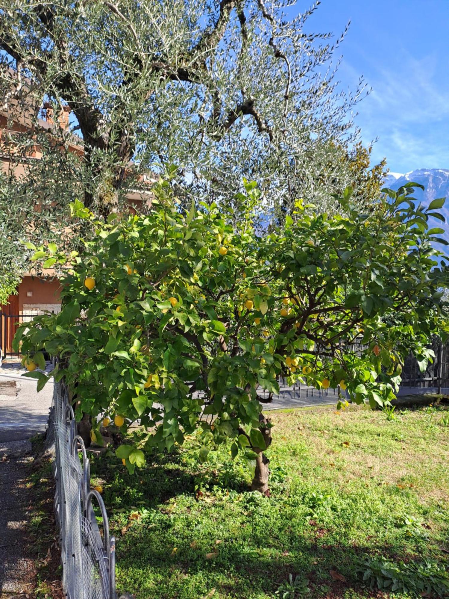 Oma Margareta Apartment Limone sul Garda Dış mekan fotoğraf