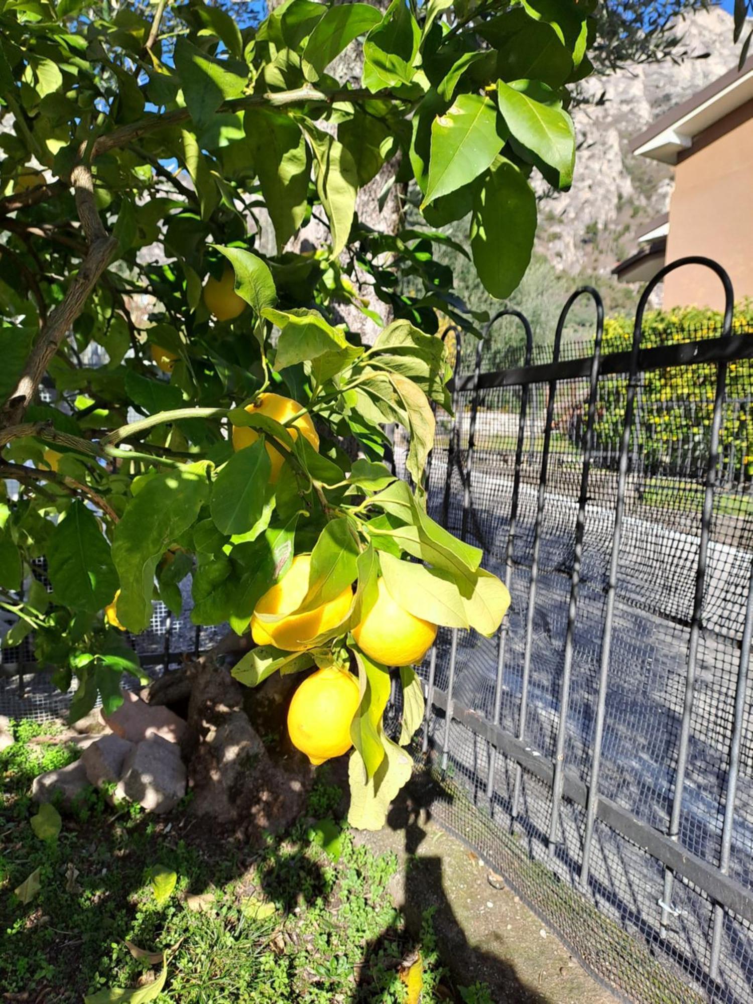 Oma Margareta Apartment Limone sul Garda Dış mekan fotoğraf